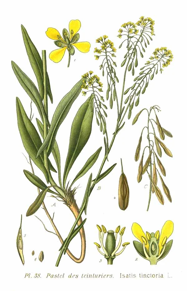 Planche botanique du pastel des teinturiers, Isatis tinctoria, aux fleurs jaunes